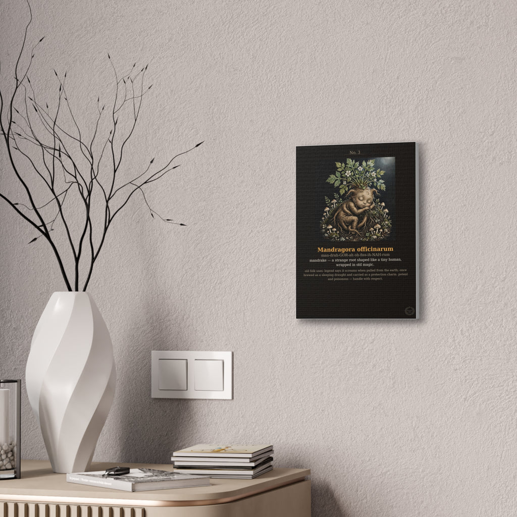 Apothecary of Thorns Canvas - Mandrake No. 3