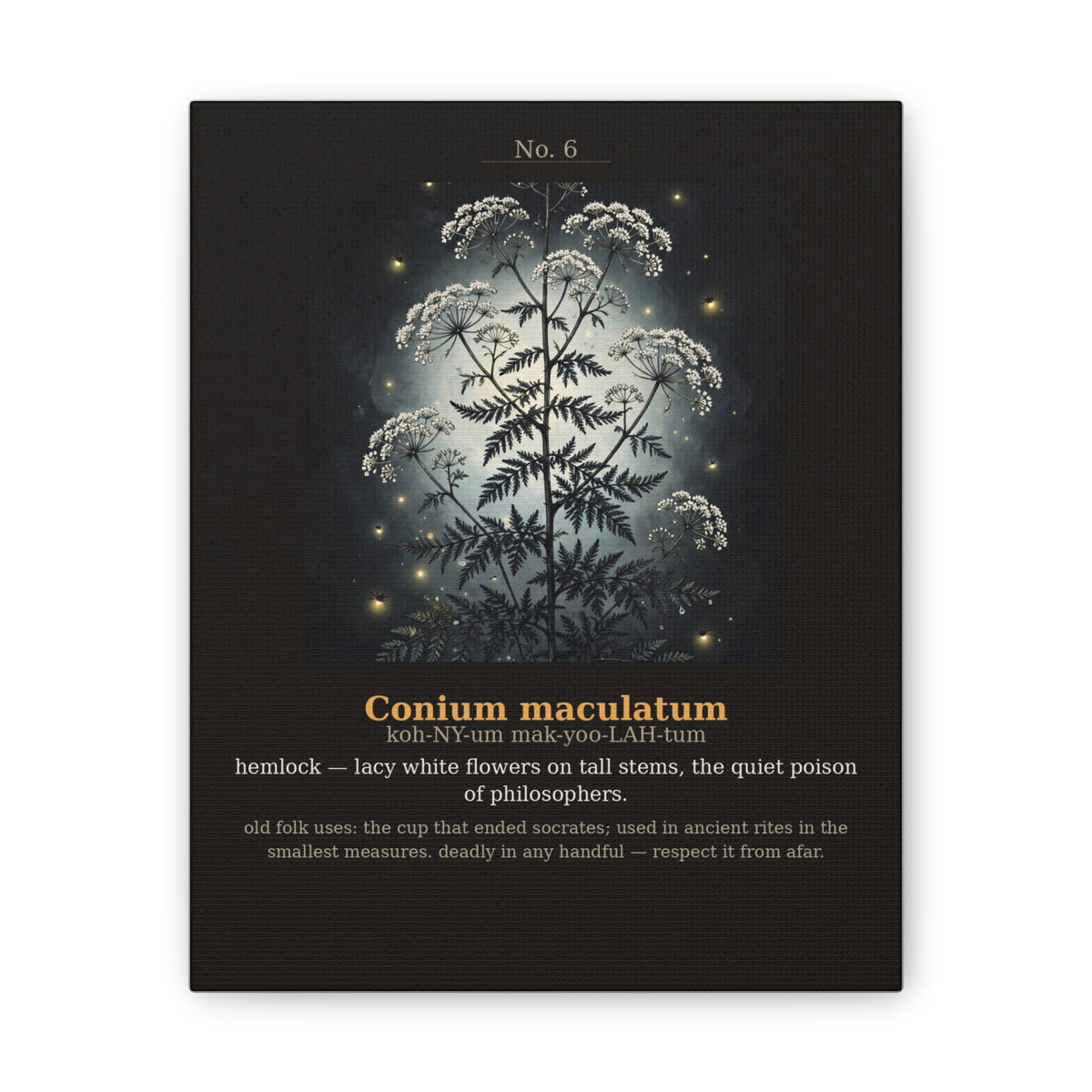 Apothecary of Thorns Canvas - Hemlock No. 6 - dark botanical illustration art print on canvas