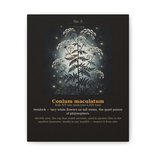 Apothecary of Thorns Canvas - Hemlock No. 6 - dark botanical illustration art print on canvas
