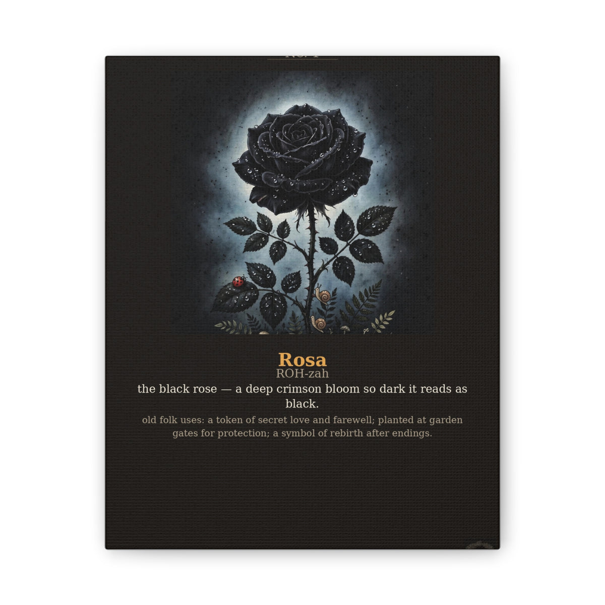Apothecary of Thorns Canvas - Black Rose No. 1 - dark botanical illustration art print on canvas
