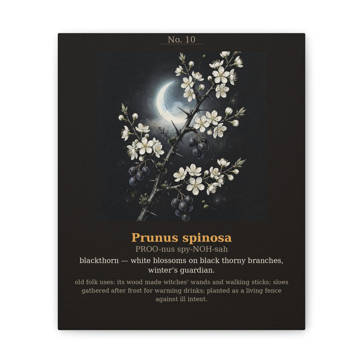 Apothecary of Thorns Canvas - Blackthorn No. 10 - product photo 4