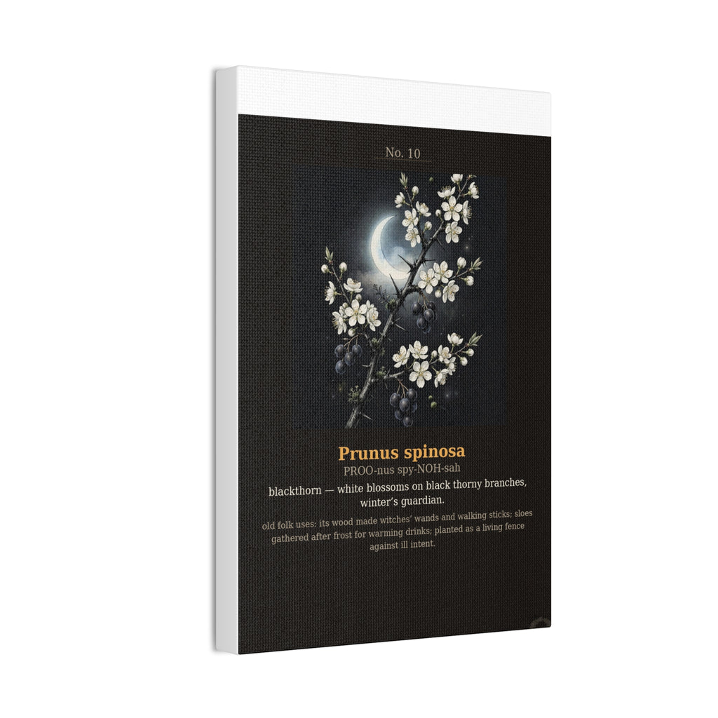 Apothecary of Thorns Canvas - Blackthorn No. 10 - product photo 9
