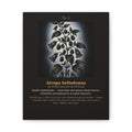 Apothecary of Thorns Canvas - Nightshade No. 2 - dark botanical illustration art print on canvas