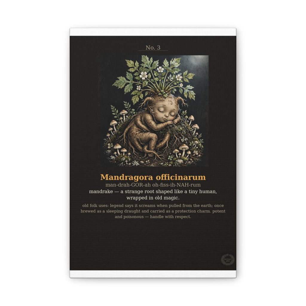 Apothecary of Thorns Canvas - Mandrake No. 3 - dark botanical illustration art print on canvas