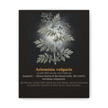 Apothecary of Thorns Canvas - Mugwort No. 7 - dark botanical illustration art print on canvas