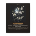 Apothecary of Thorns Canvas - Blackthorn No. 10 - dark botanical illustration art print on canvas