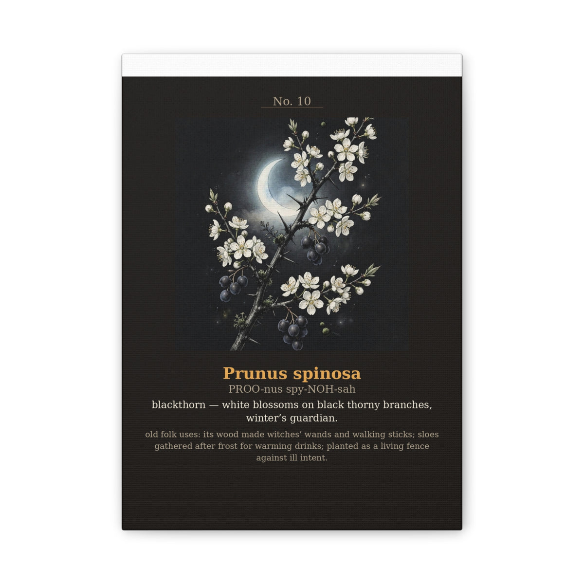 Apothecary of Thorns Canvas - Blackthorn No. 10 - product photo 5