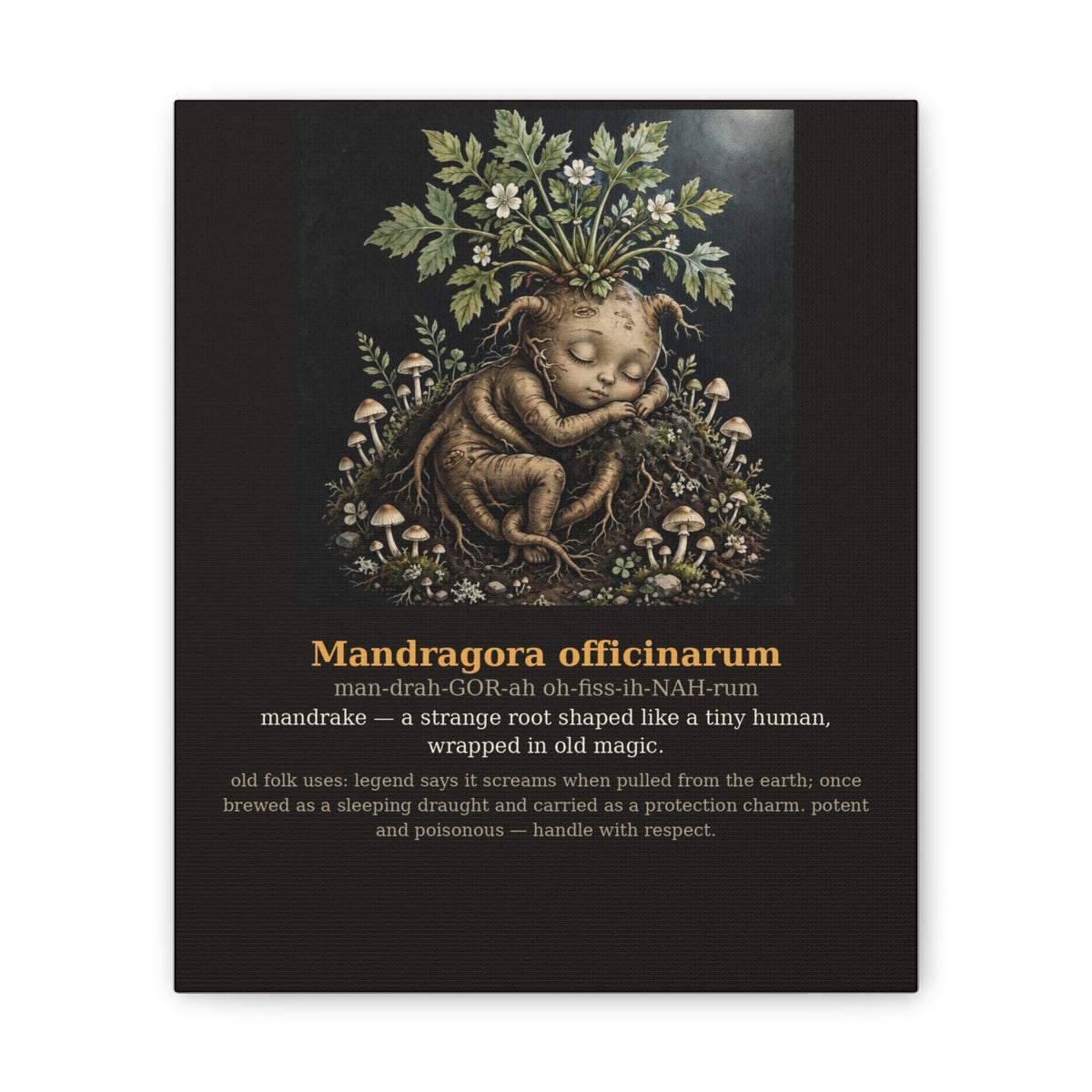 Apothecary of Thorns Canvas - Mandrake No. 3 - product photo 3