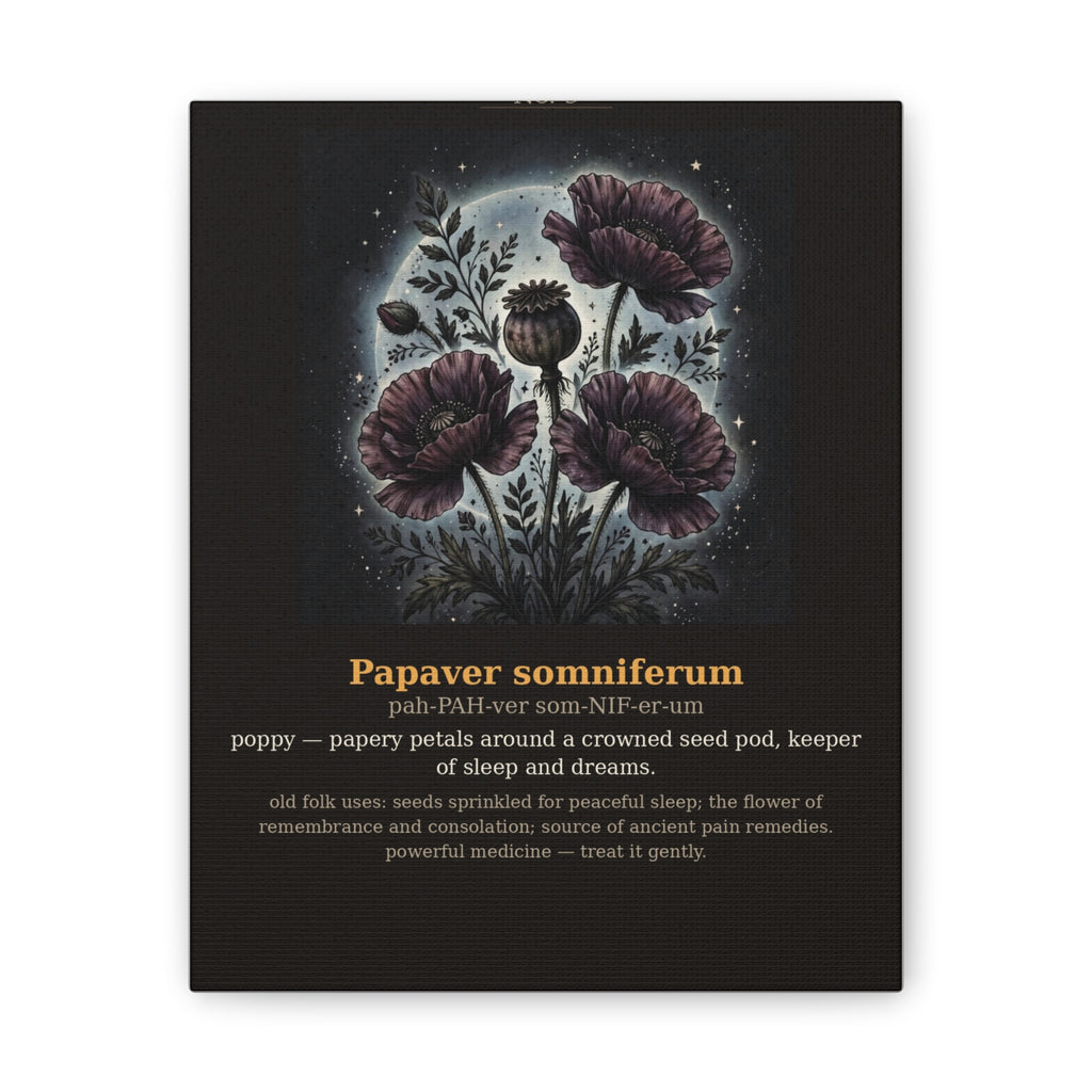 Apothecary of Thorns Canvas - Poppy No. 9 - dark botanical illustration art print on canvas