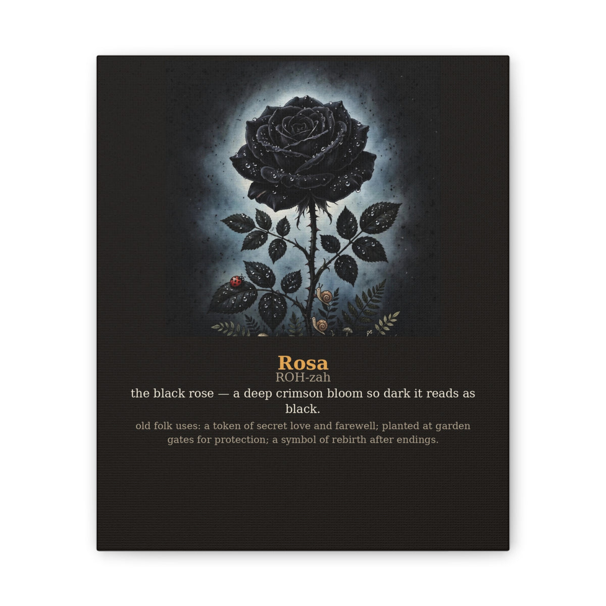 Apothecary of Thorns Canvas - Black Rose No. 1 - product photo 4