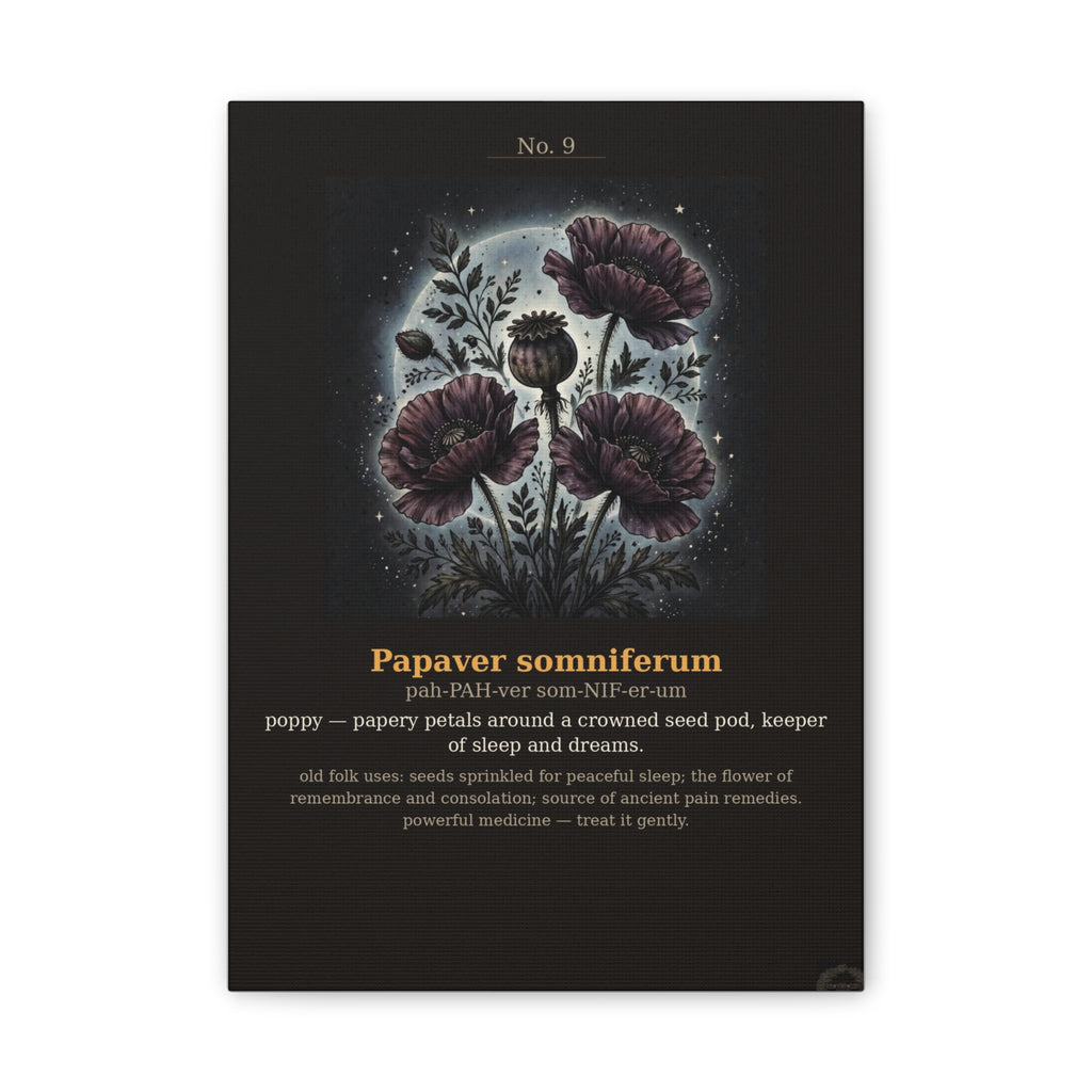 Apothecary of Thorns Canvas - Poppy No. 9 - product photo 5