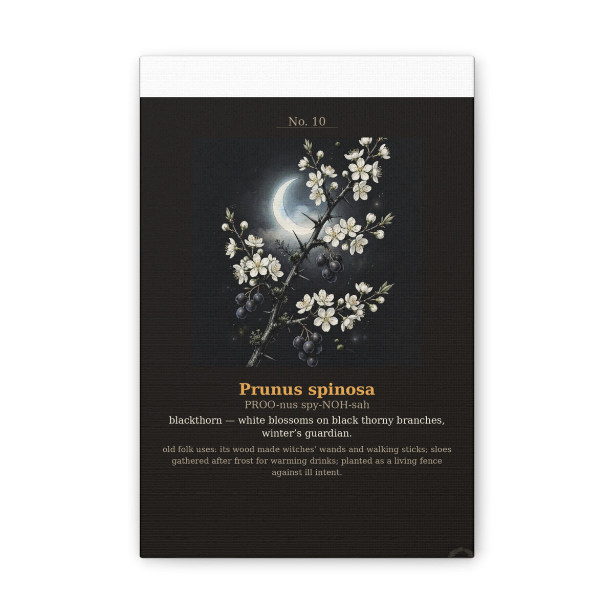 Apothecary of Thorns Canvas - Blackthorn No. 10 - product photo 2