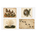 Vintage Field Guide Sticker Sheets - illustrated vinyl sticker