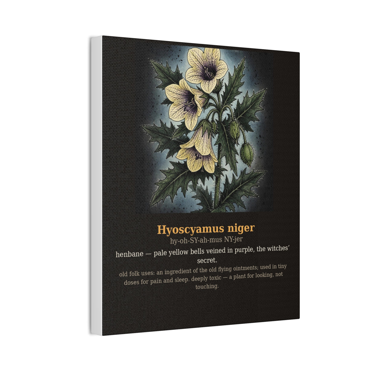 Apothecary of Thorns Canvas - Henbane No. 8