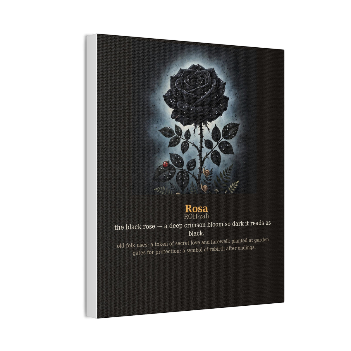 Apothecary of Thorns Canvas - Black Rose No. 1