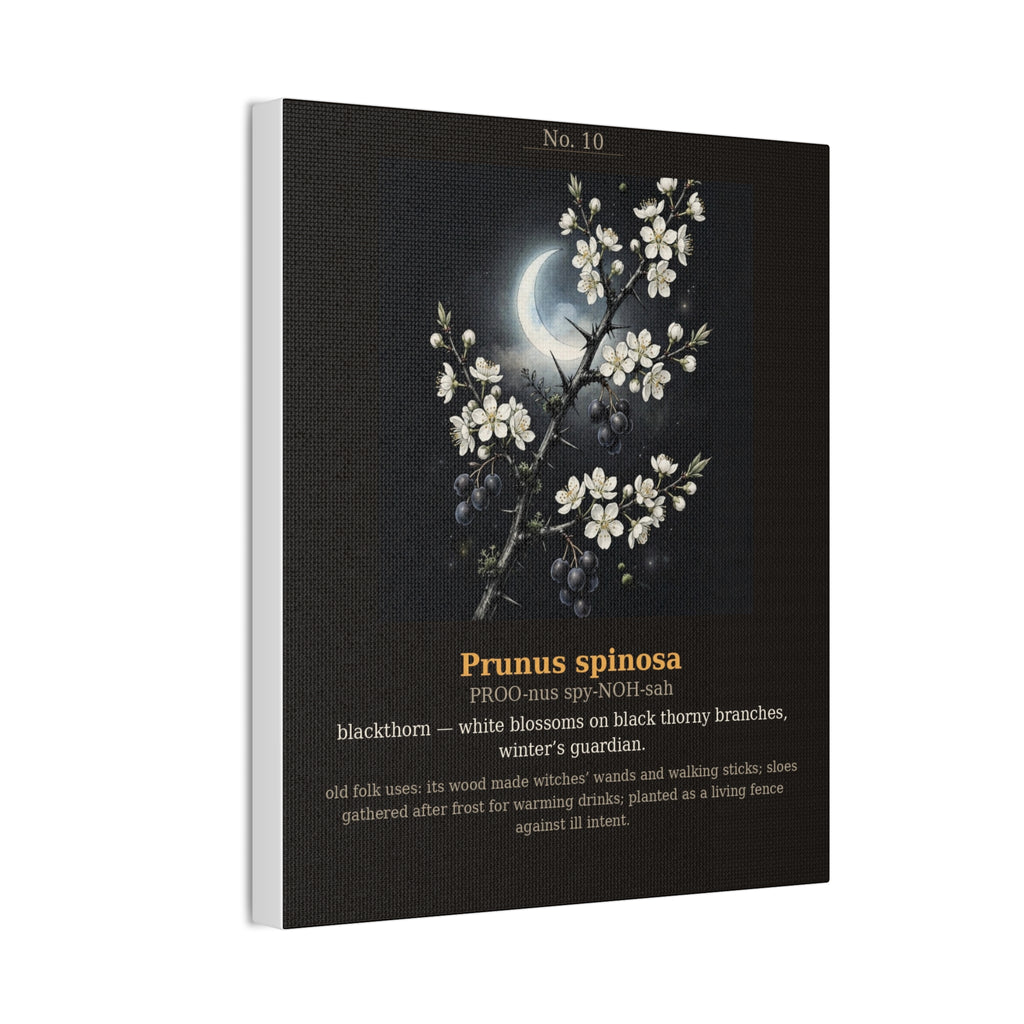 Apothecary of Thorns Canvas - Blackthorn No. 10