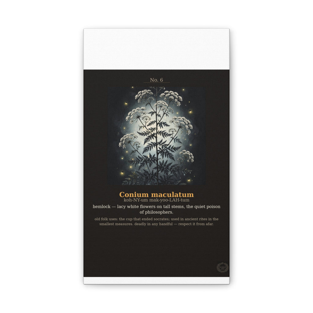 Apothecary of Thorns Canvas - Hemlock No. 6 - product photo 3